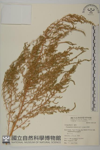 臭杏、土荊芥藏品圖，第1張