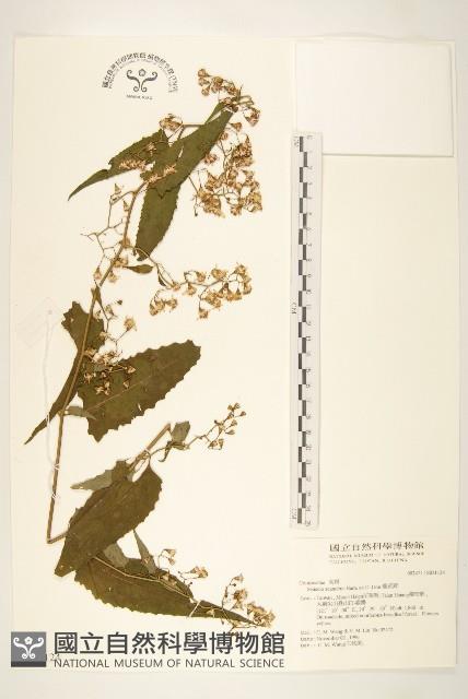 蔓黃菀藏品圖，第1張