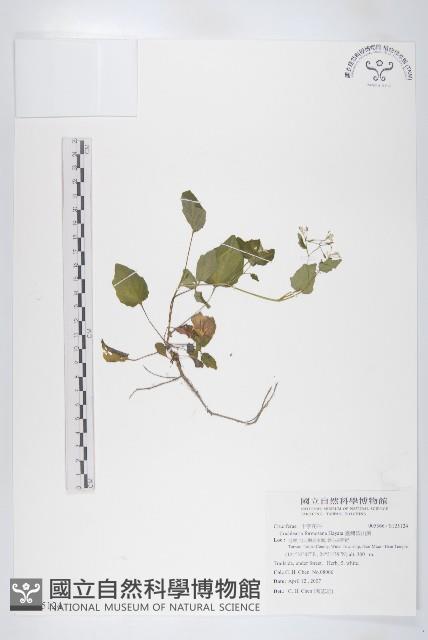 臺灣假山葵藏品圖，第1張