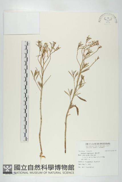 獨行菜藏品圖，第1張