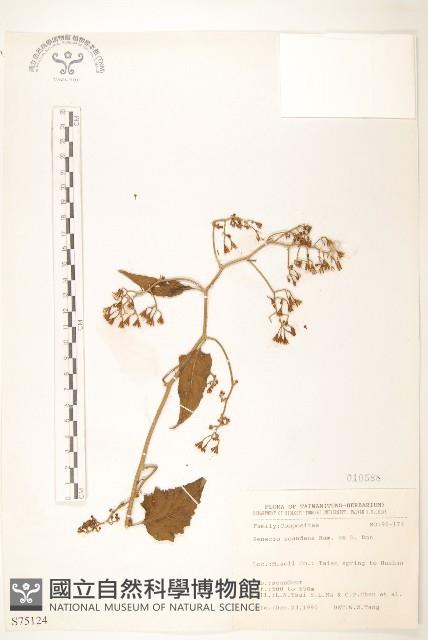 蔓黃菀藏品圖，第1張