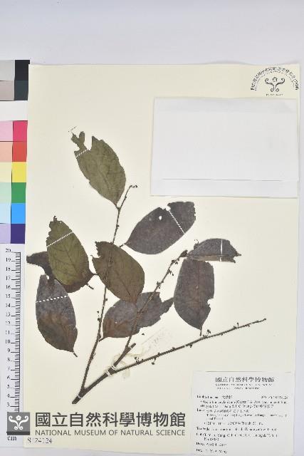 披針葉饅頭果藏品圖，第1張