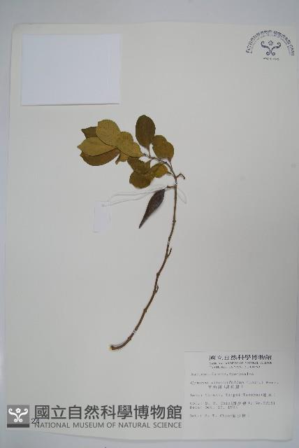 羊角藤、武靴藤藏品圖，第1張