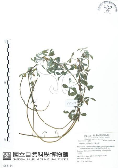 三葉木藍藏品圖，第1張