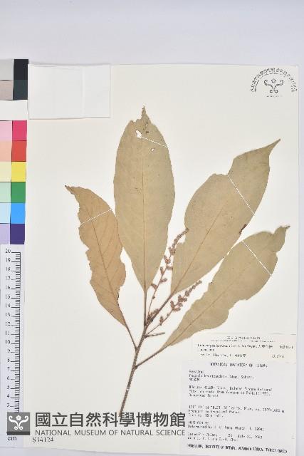 大葉石櫟藏品圖，第1張