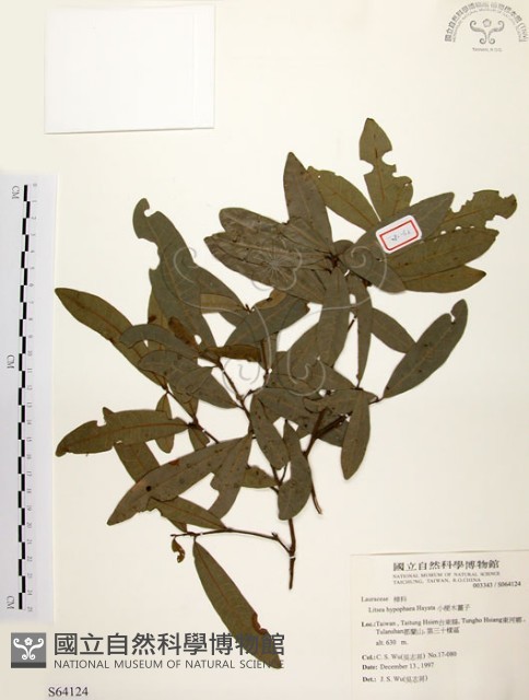 黃肉樹, 小梗木薑子藏品圖，第1張