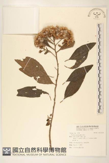 香闊苞菊藏品圖，第1張