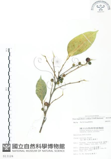 白肉榕藏品圖，第1張