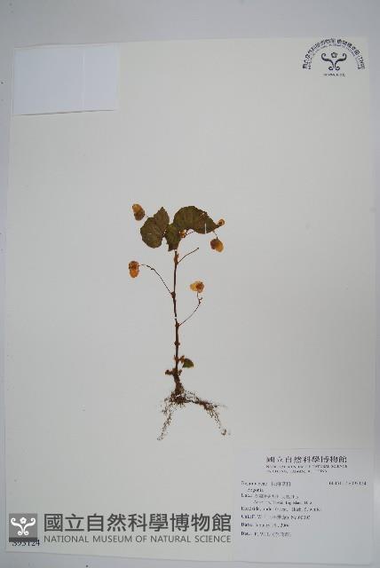 登錄號:S093124藏品圖，第1張