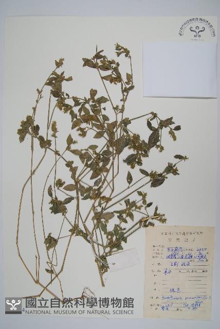 爵床、六角英藏品圖，第1張