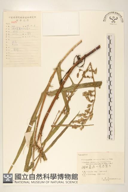 多裂翅果菊藏品圖，第1張