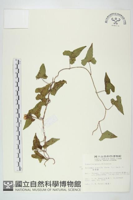 菜欒藤藏品圖，第1張