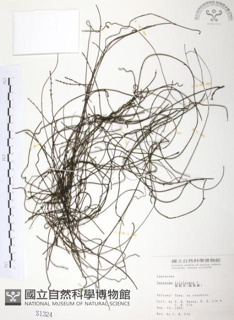 無根草藏品圖，第1張