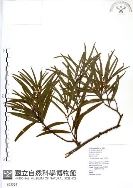 相思樹藏品圖，第1張