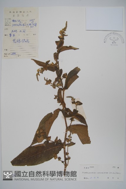 耳葉馬藍藏品圖，第1張