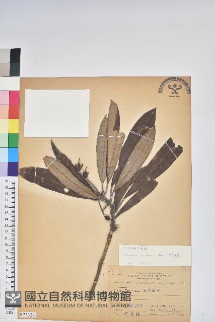 臺灣杜鵑藏品圖，第1張