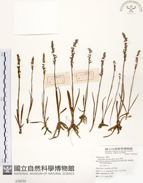 綬草藏品圖，第1張