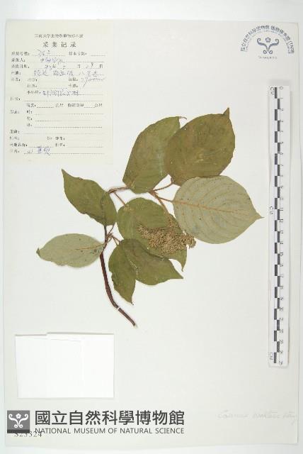 毛棶藏品圖，第1張