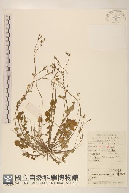 稻槎菜藏品圖，第1張