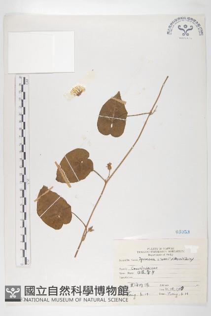 白花牽牛藏品圖，第1張