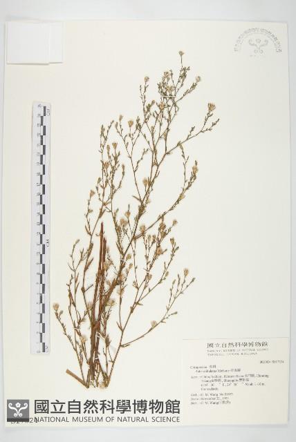 掃帚菊藏品圖，第1張