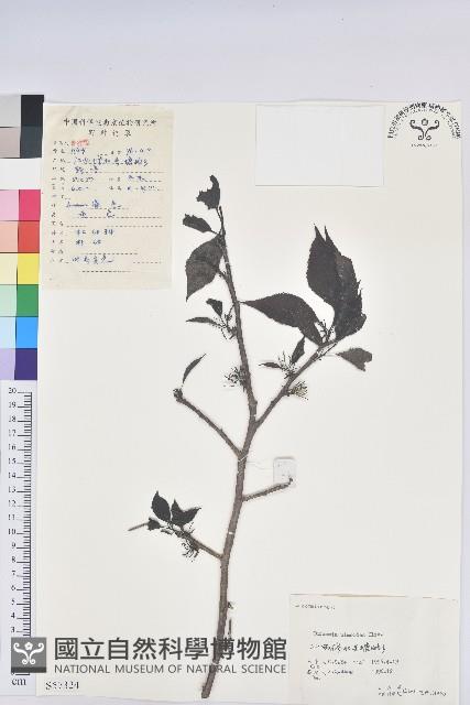 杜仲藏品圖，第1張