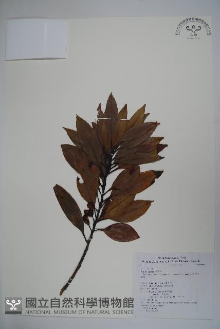 松田氏冬青藏品圖，第1張