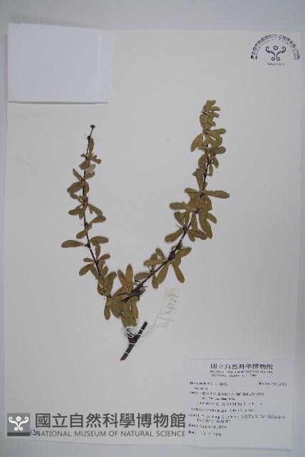 刺紅珠藏品圖，第1張