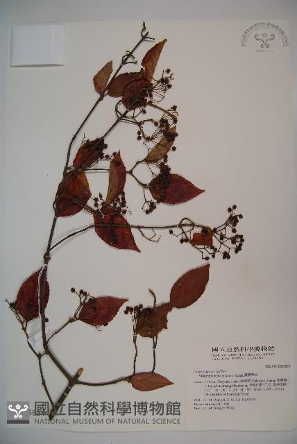 臺灣莢迷藏品圖，第1張