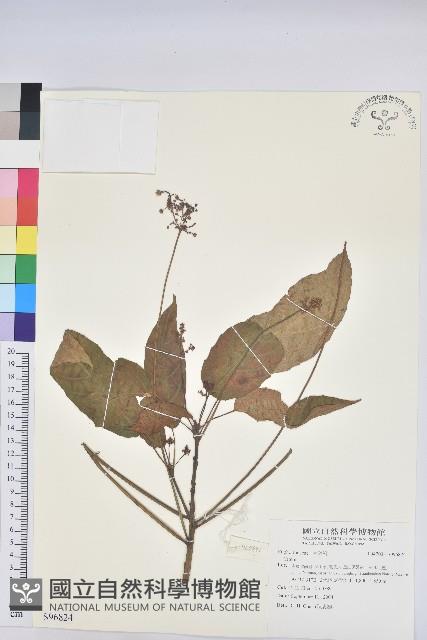 登錄號:S096824藏品圖，第1張