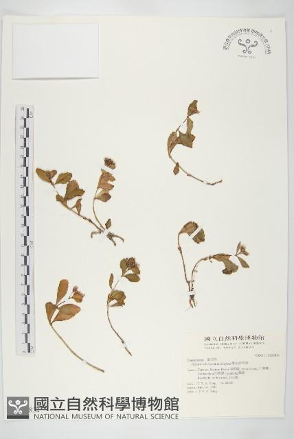 穗花佛甲草藏品圖，第1張