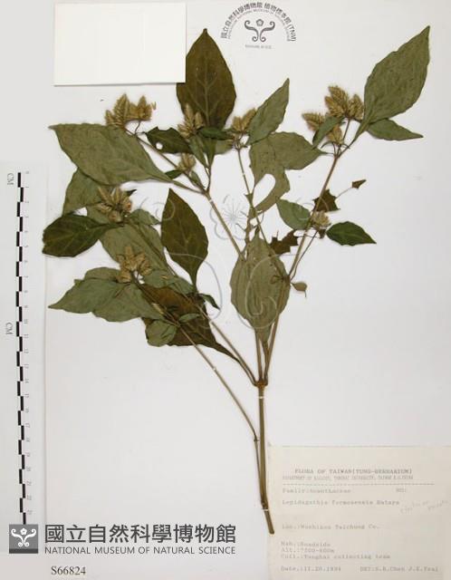 臺灣鱗球花藏品圖，第1張