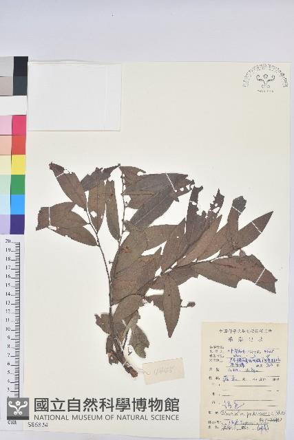 紅毛饅頭果藏品圖，第1張