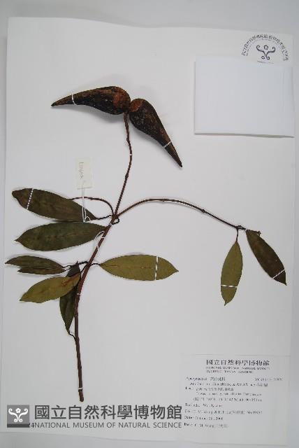 小錦蘭藏品圖，第1張