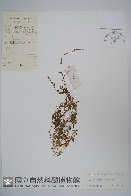 半邊蓮、鐮磨仔草藏品圖，第1張