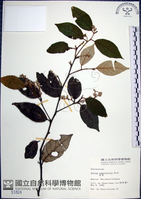 紅皮、葉下白、赤仔尾藏品圖，第1張