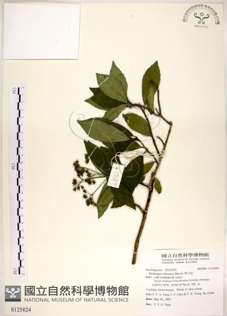 華八仙藏品圖，第1張