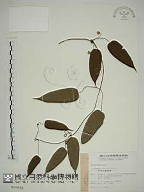 亨利氏鐵線蓮藏品圖，第1張