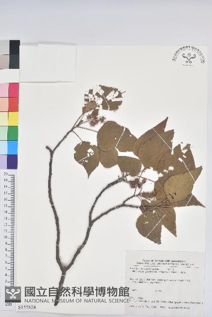 野桐藏品圖，第1張