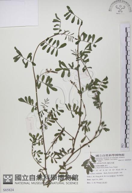 穗花木藍藏品圖，第1張