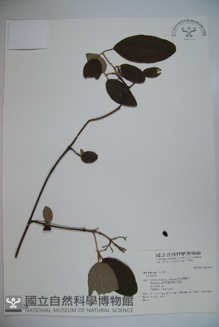 登錄號:S034824藏品圖，第1張