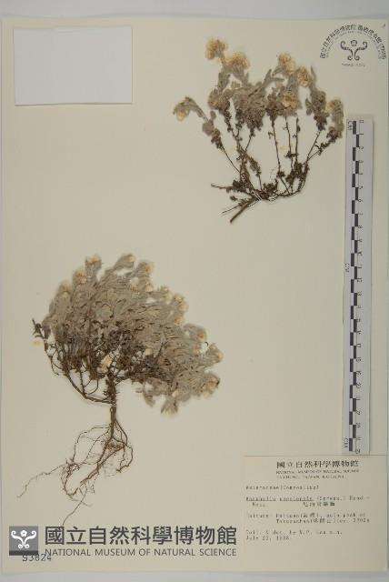 尼泊爾籟簫藏品圖，第1張