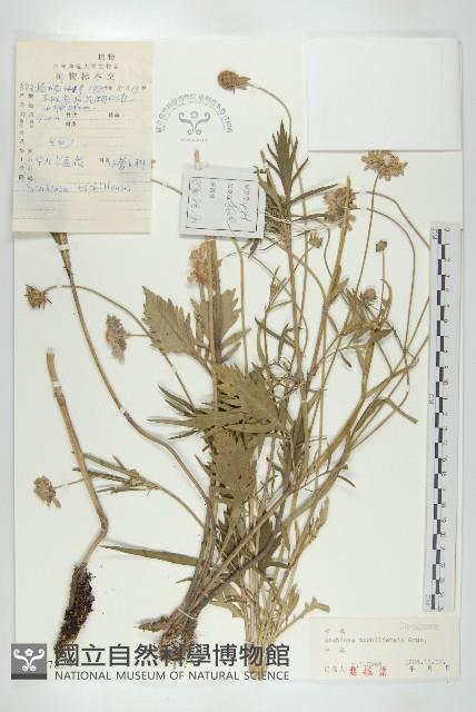 華北藍盆花藏品圖，第1張