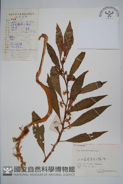 鳳仙花藏品圖，第1張