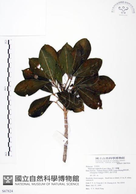 假三腳虌藏品圖，第1張