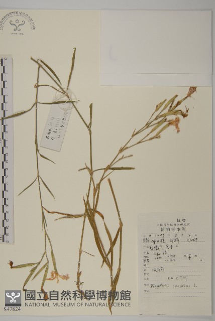瞿麥藏品圖，第1張