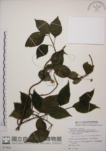 阿里山五味子藏品圖，第1張