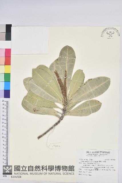 蘭嶼土沉香藏品圖，第1張