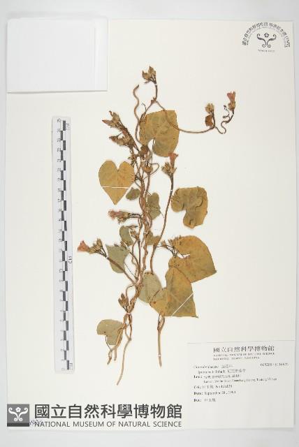 紅花野牽牛藏品圖，第1張