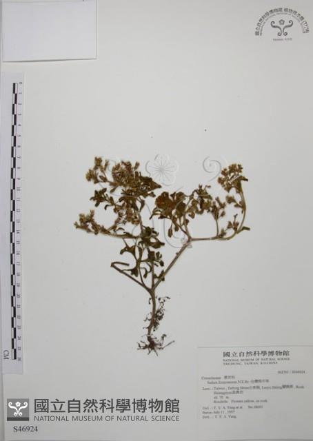 台灣佛甲草、石板菜藏品圖，第1張